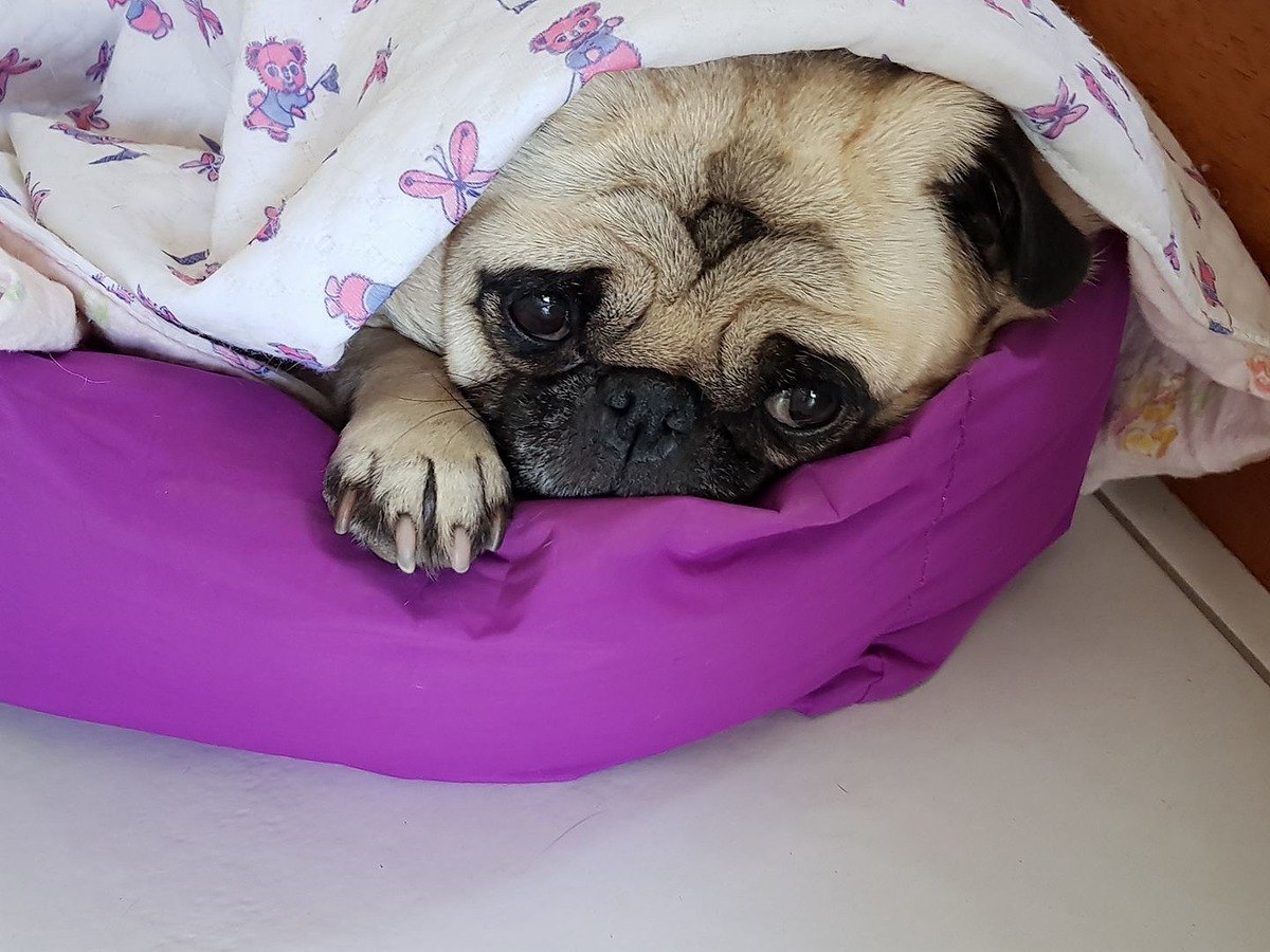 Ellie the Pug - How to Care for a Pug