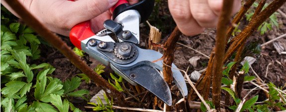Which Felco secateurs do I need for the job?