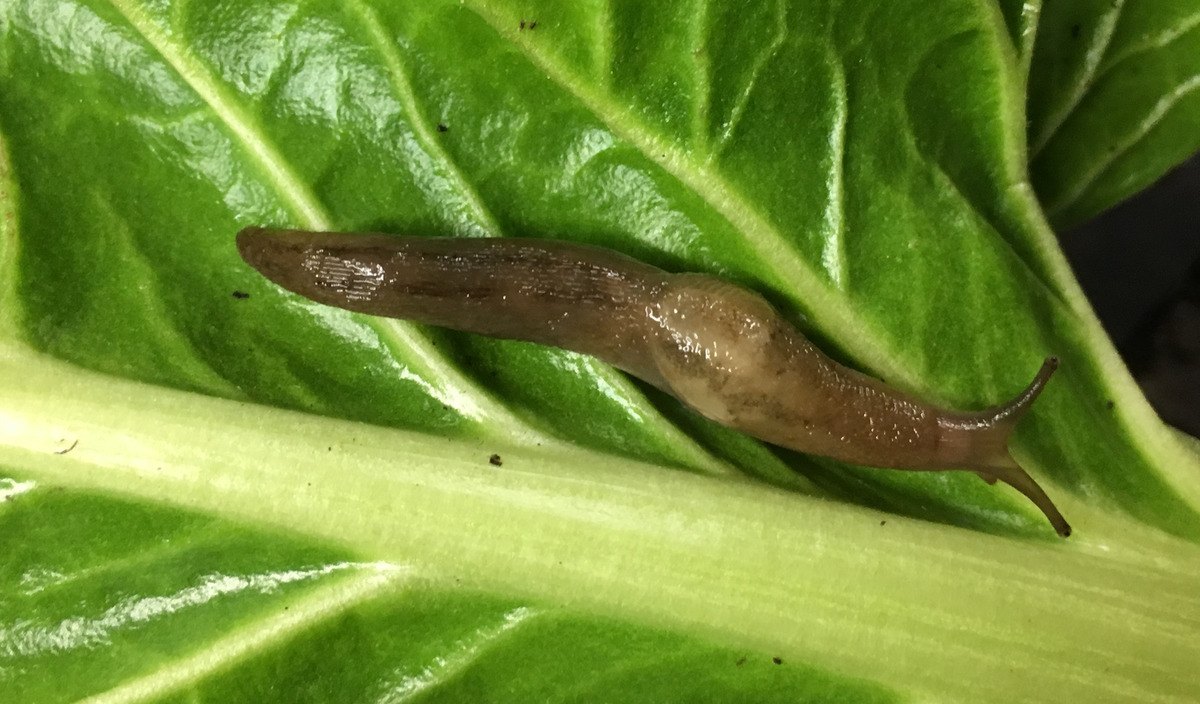 Slug Control - Simple Methods To Protect Plants!