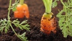 https://www.thegardensuperstore.co.uk/advice-and-inspiration/why-is-soil-important