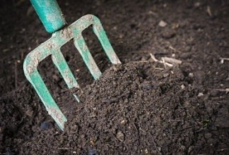 A pitch fork poked into the rich, dark soil to aerate.