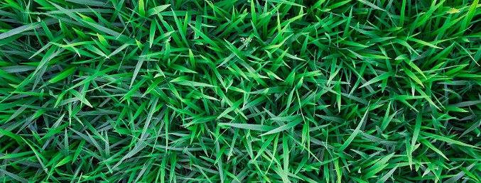 When to feed your grass and plants for the best results
