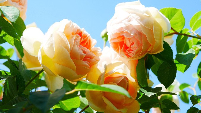 Top Tips for Beautiful Roses