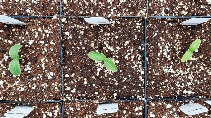 Here's how Perlite can used in Seed Germination, Potting Mixes, Rootin