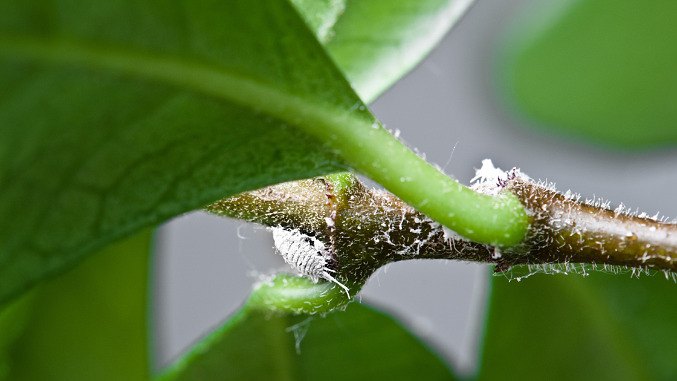 Close up of a female mealybug on a plant stalk and leaf