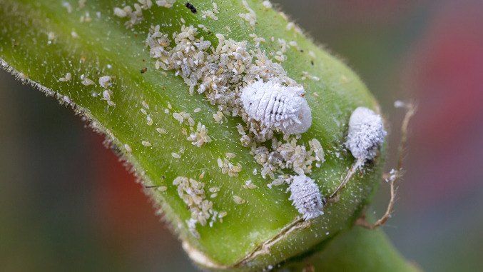 Close up of mealybugs and eggs on a plant stalk and leaf