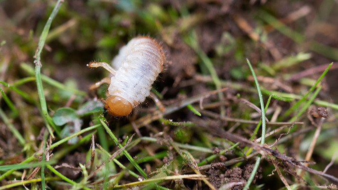 Nemasys L Nematode Control For Black Vine Weevil