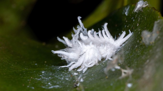 Extreme close up of a furry mealybug on a leaf