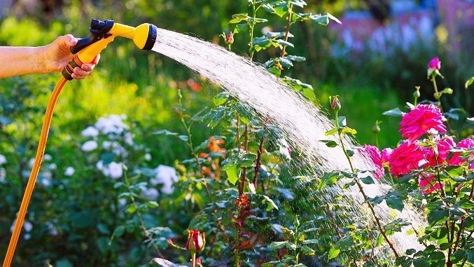 Gardening Advice & Inspiration | The Garden Superstore