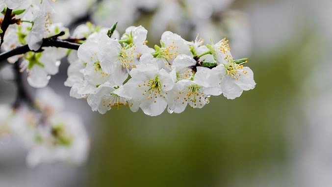 cherry blossom tree blooming