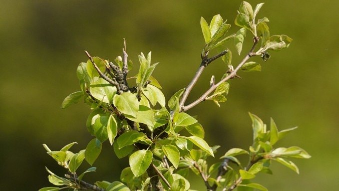 Green tree in sunshine