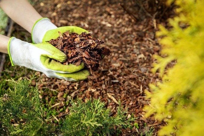 Hands holding mulch: mulch is important when it comes to keeping on top of your soil structure and improving it overtime. 