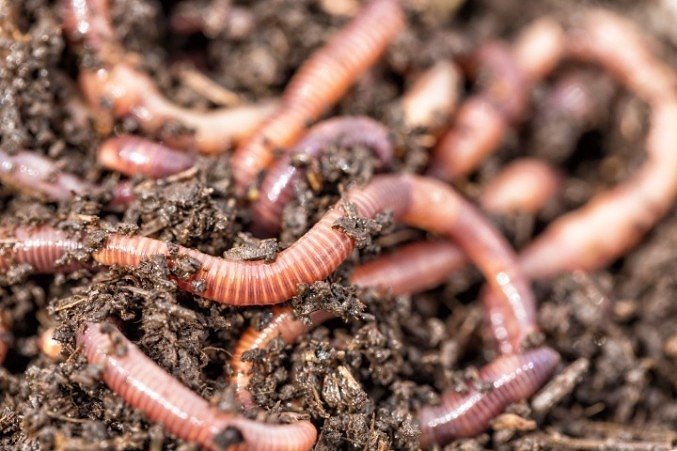 Earthworms are important to the health of soil and are beneficial to improving soil over time.