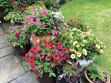 Dense planting in a collection of pots