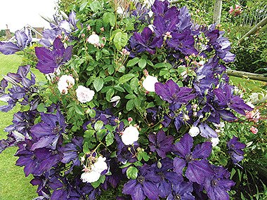 Dense planting in a collection of pots