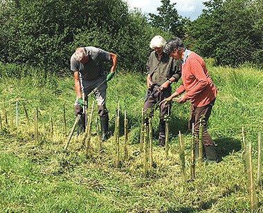 Planting Hedge