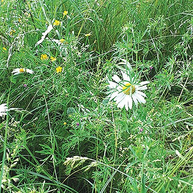 Greening Steyning Weeds