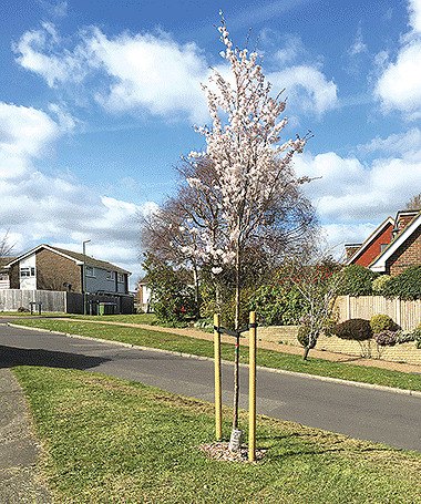 Steyning for Trees Blossom