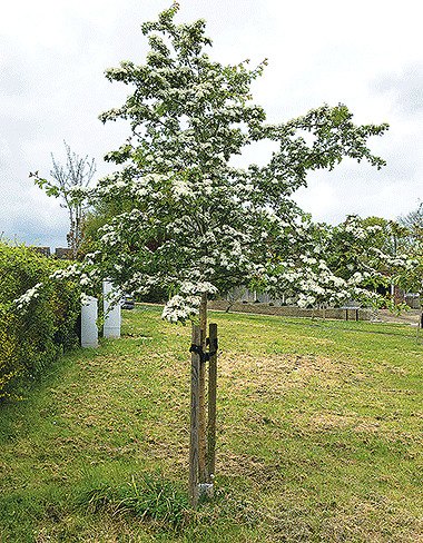 Hawthorn