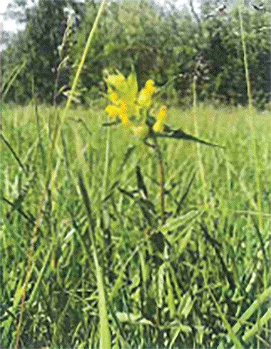 yellow rattle