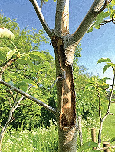 Damaged Tree