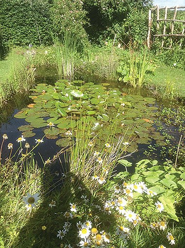 Haven for frogs, newts and dragonflies