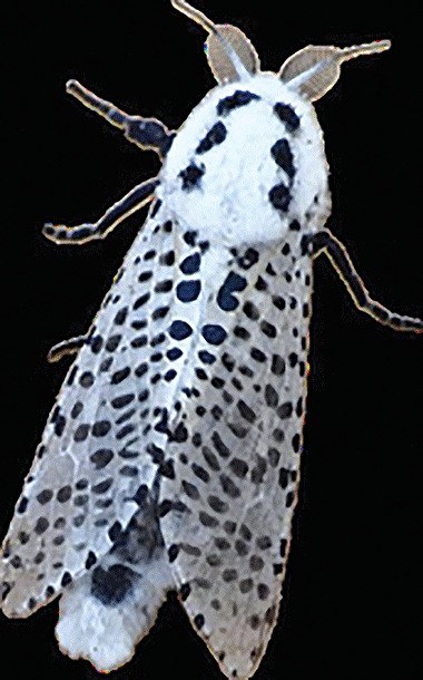 Leopard Moth